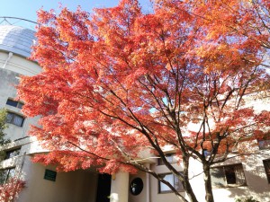 花山天文台本館11月26日