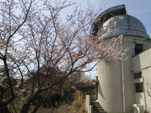 京大花山天文台の別館横の桜