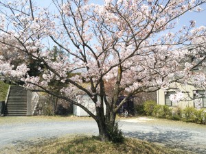 花山天文台新館前の桜（２０１４年４月１１日）