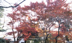 １１月２９日京大花山天文台コースで訪れた元慶寺で、きれいに紅葉していました。